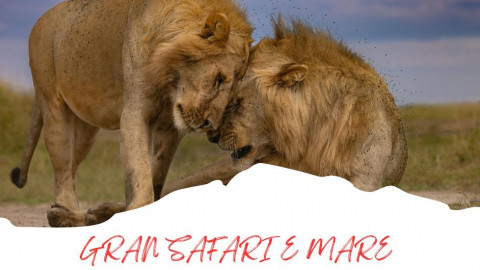 2025 africa gran safari e mare 25 IN8