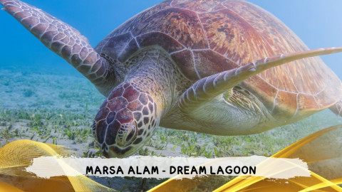2026 marsa alam da roma dream T IN8