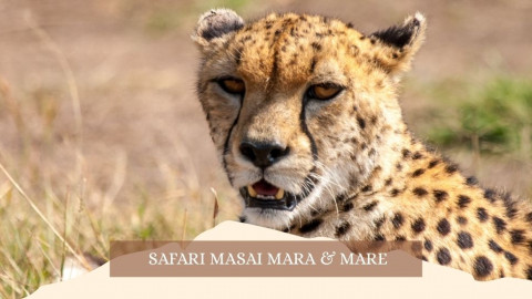 2025 africa masai mara e mare gennaio marzo 26 IN8