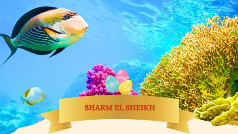2026 sharm el sheikh T ponti milano IN8