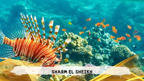 2026 sharm el sheikh da bologna T IN8