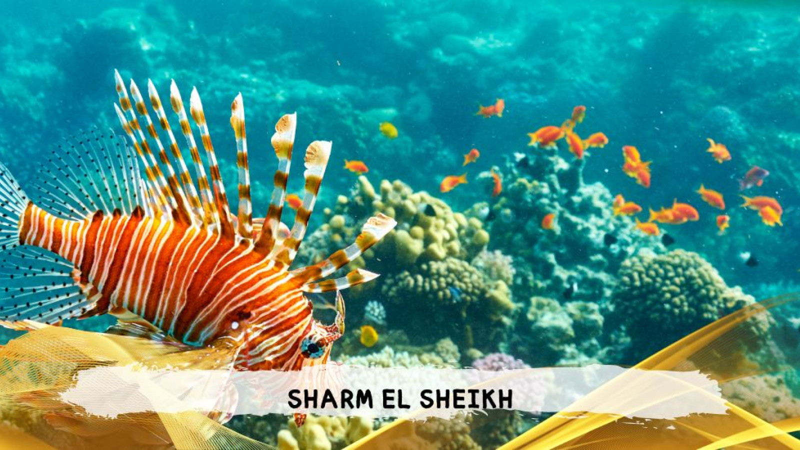 2026 sharm el sheikh da bologna T IN8