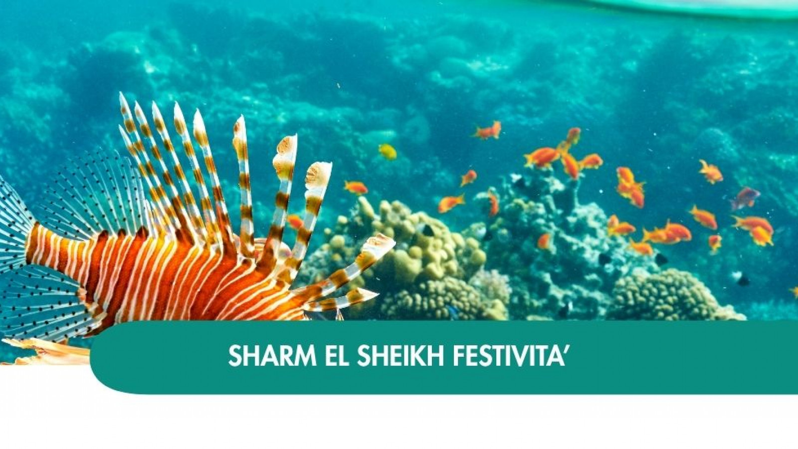 2026 sharm el sheikh queen festivita T IN8