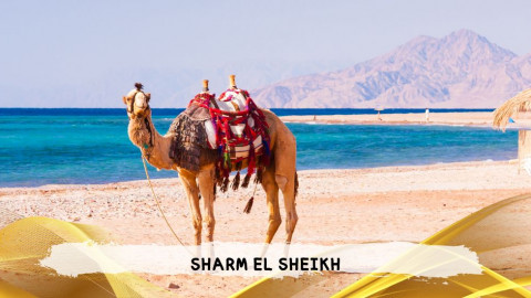 2026 sharm el sheikh da roma queen T IN8