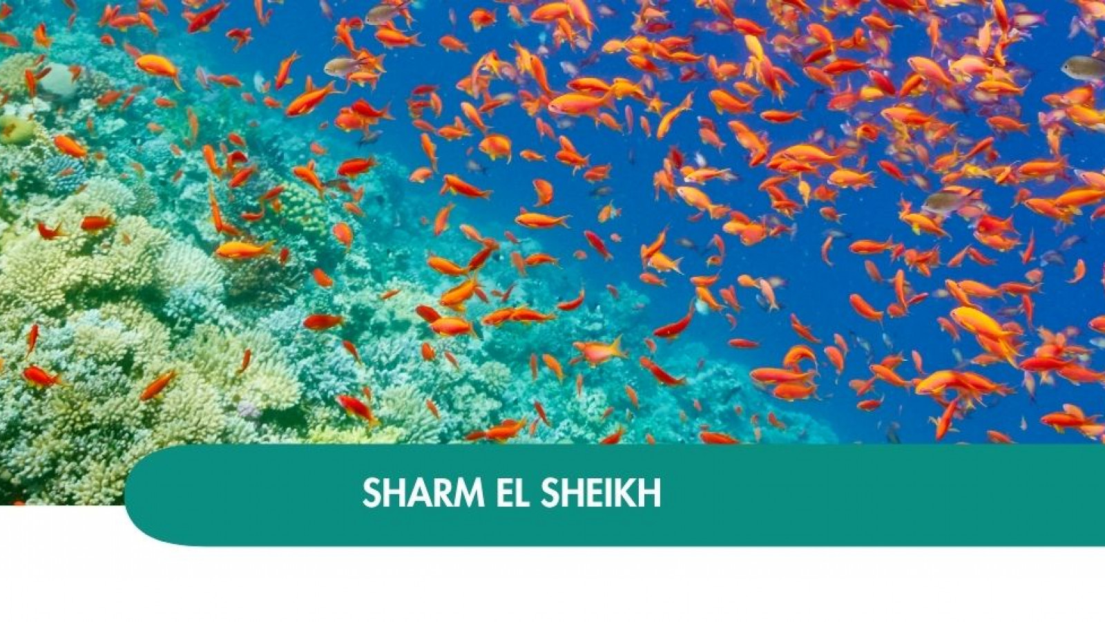 2026 sharm el sheikh halloween T IN8